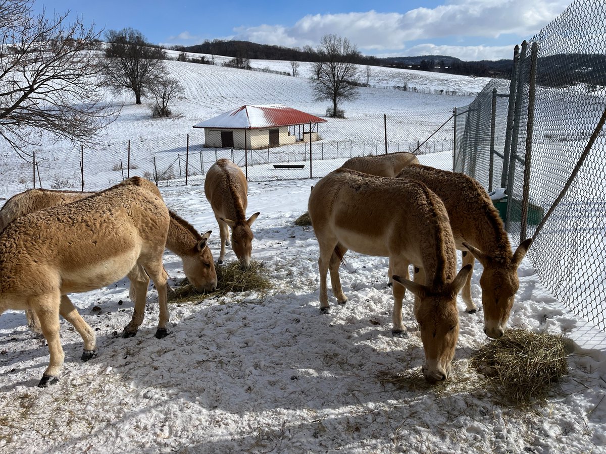 NationalZoo's tweet photo. ❄️ DC wasn't the only place to get snow last week! Keepers at our conservation facility in Front Royal, Virginia snapped a few photos of our animals in the snow 🌨️ Some of these species are native to hot, arid climates, so they all had access to heated barns to escape the cold. https://t.co/d2uYpt3WU2