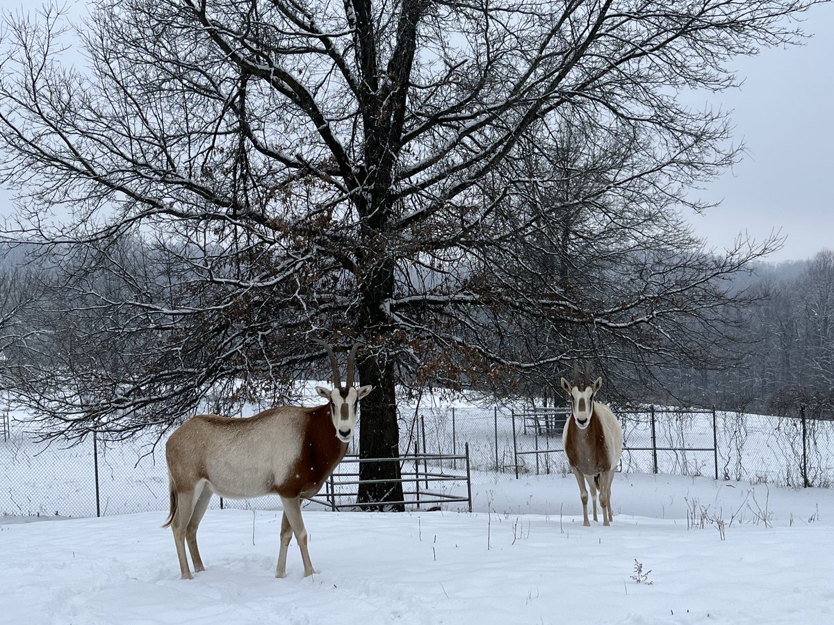 NationalZoo's tweet photo. ❄️ DC wasn't the only place to get snow last week! Keepers at our conservation facility in Front Royal, Virginia snapped a few photos of our animals in the snow 🌨️ Some of these species are native to hot, arid climates, so they all had access to heated barns to escape the cold. https://t.co/d2uYpt3WU2