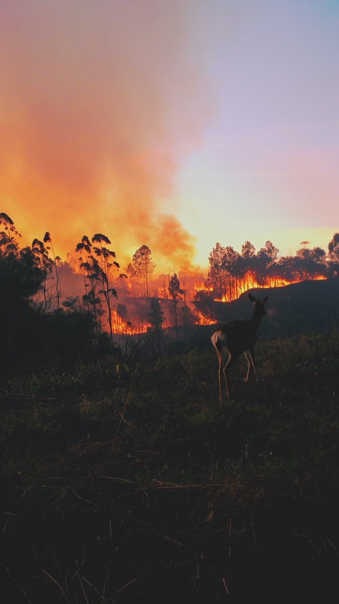 Nicolás Caballero tweet media