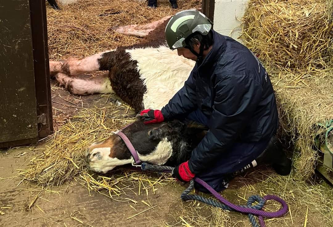 Wellington Station On-call (@sfrs_wl_oncall) on Twitter photo Amber Watch alerted along with <a href="/SFRS_Wellington/">Wellington Station</a> & <a href="/SFRS_Wenlock/">Much Wenlock Fire Station</a> at 09:25 to reports of an animal rescue at a farm in the Bridgnorth area.
On arrival, 1x 25yr old horse was found on his side inside a stable. This made access quite difficult but crews managed to get the...1/2 Amber Watch alerted along with <a href="/SFRS_Wellington/">Wellington Station</a> & <a href="/SFRS_Wenlock/">Much Wenlock Fire Station</a> at 09:25 to reports of an animal rescue at a farm in the Bridgnorth area.
On arrival, 1x 25yr old horse was found on his side inside a stable. This made access quite difficult but crews managed to get the...1/2