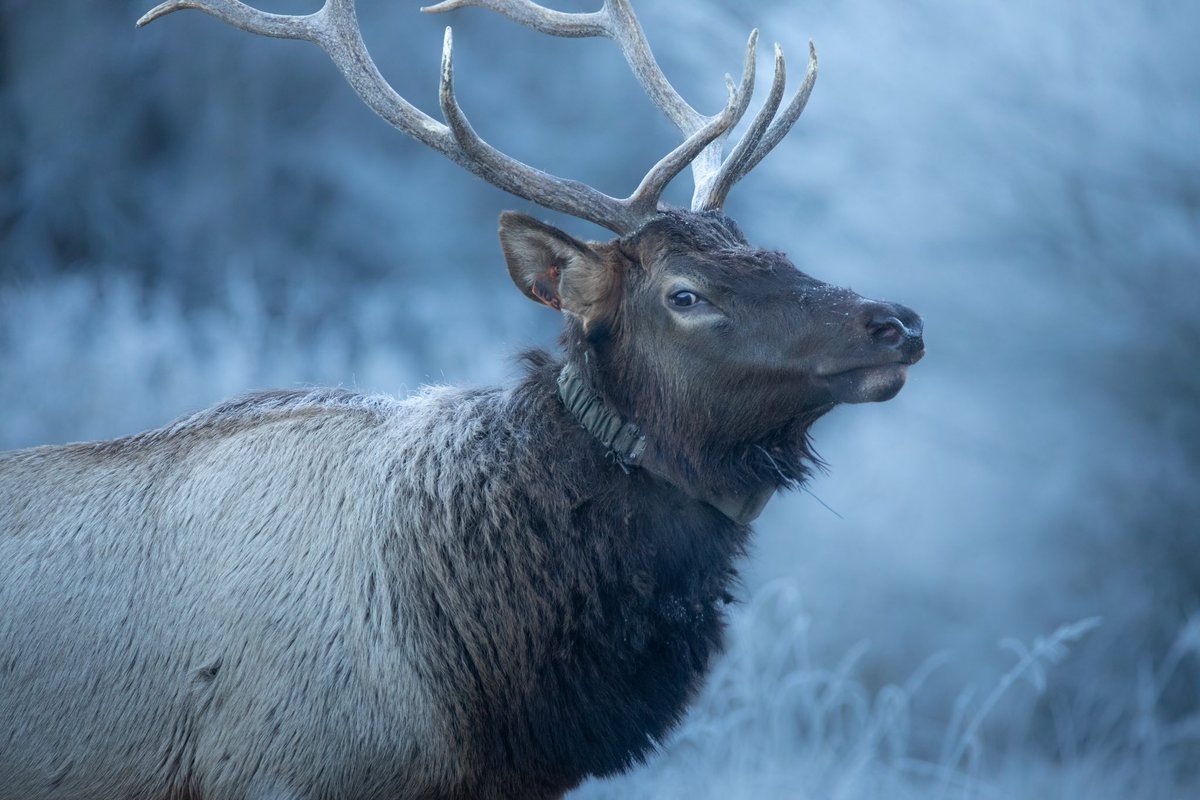 Frosty ☃️

#wildlife #elk #bullelk #GSMNP #photography #wildlifephotography