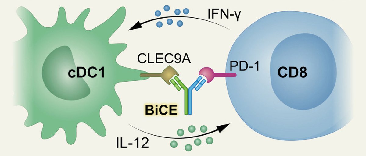 Lasker Foundation (@laskerfdn) on Twitter photo A new cancer #immunotherapy approach uses a bispecific antibody to bring #Tcells and #dendriticcells together. Antibody-treated mice show enhanced immune reprogramming, both in tumors and in tumor-draining lymph nodes. <a href="/DahanLab/">Rony Dahan</a> <a href="/IdoAmitLab/">IdoAmitLab</a>
ow.ly/X5Cj50QsIHg A new cancer #immunotherapy approach uses a bispecific antibody to bring #Tcells and #dendriticcells together. Antibody-treated mice show enhanced immune reprogramming, both in tumors and in tumor-draining lymph nodes. <a href="/DahanLab/">Rony Dahan</a> <a href="/IdoAmitLab/">IdoAmitLab</a>
ow.ly/X5Cj50QsIHg