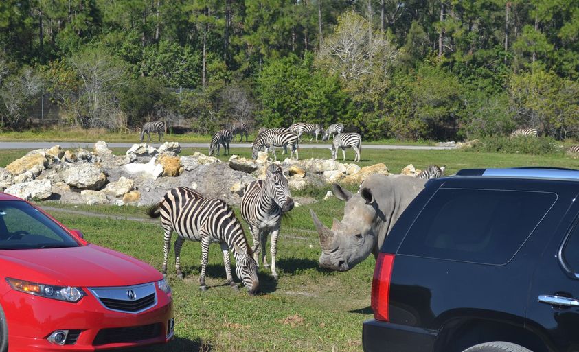 If you left from where you are right now, how long would it take you to get here on safari? 🤔 #TravelTuesday ☀️ #ThePalmBeaches 🌴 #RoadTrip