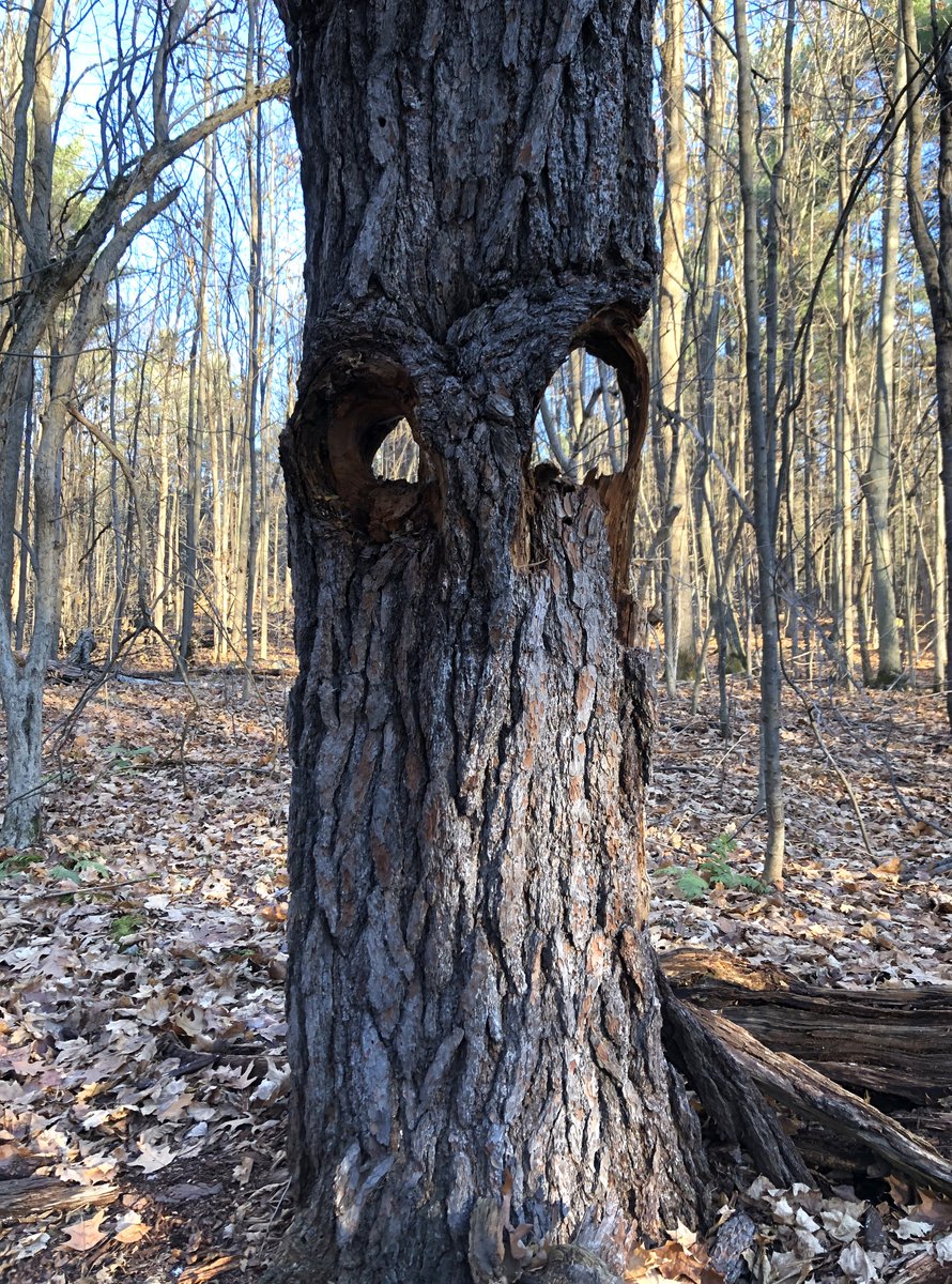 Word that’s making me smile today: pareidolia. It’s the tendency to find faces or other meaningful patterns in everyday things. A fox in a cloud, a heartbeat in white noise, an owl in a tree trunk.