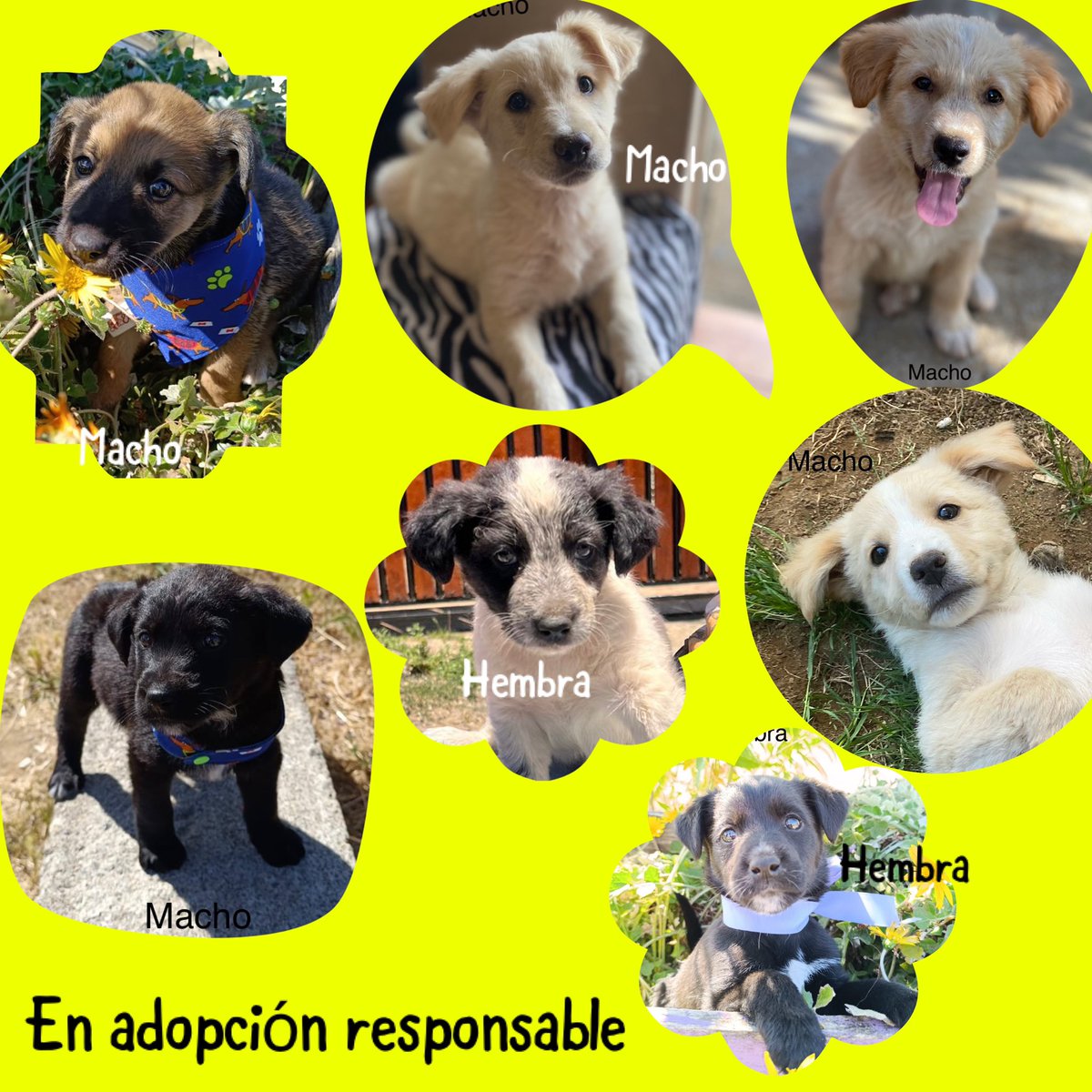 danniitahh's tweet photo. Cachorros en adopción responsable, tienen 2,5 meses y serán de tamaño mediano a grande de adultos… encontremos familias que los reciban a brazos abiertos y donde estén seguros y amados por siempre (se pueden ir a dejar)🙏 Rt #ValdiviaCl https://t.co/FiZ7TZu0bG
