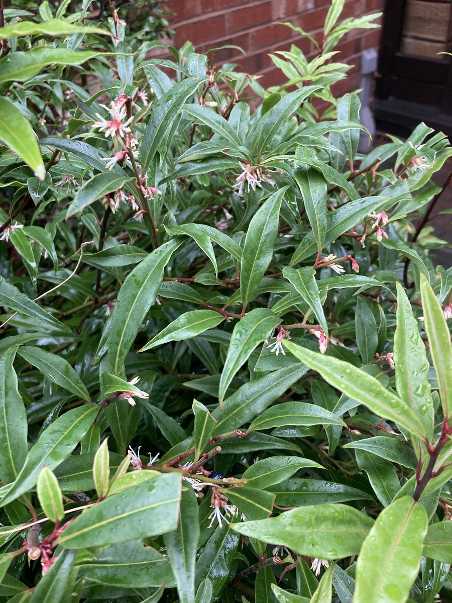 Fran Lee AGinbloom tweet media