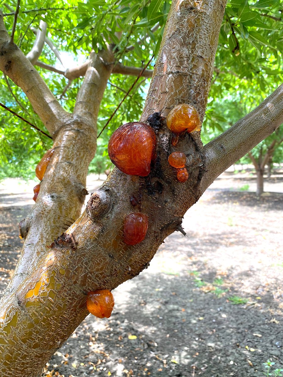 Check out our latest article discussing aerial Phytophthora diseases of almond. With strengthening El Niño conditions and the possibility of a recurring outbreak, we provide novel insights into disease biology and management strategies.
sacvalleyorchards.com/almonds/trunk-…