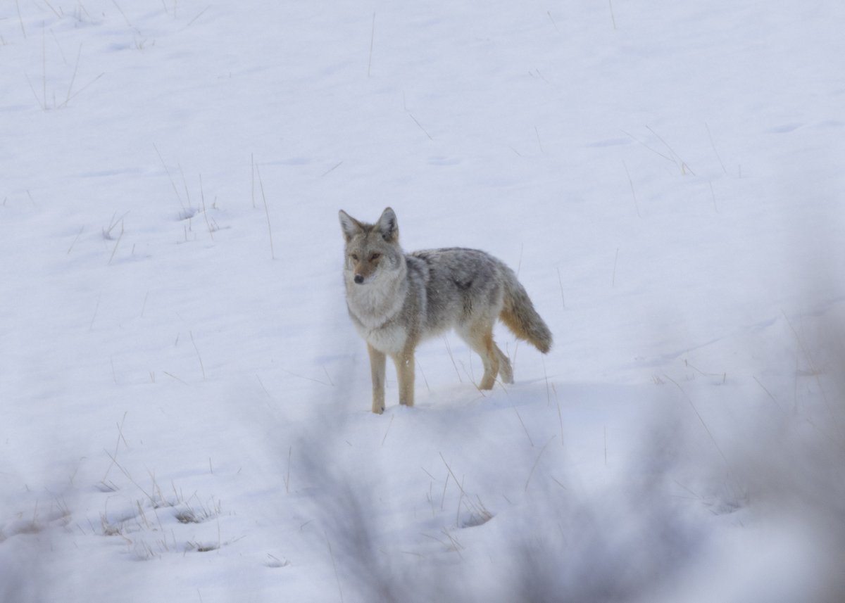 tim_daugherty's tweet photo. I'm like a coyote on the prowl after the snow stops and the sun comes out. Focused. Alert. Zeroed in on the hunt. I mean technically I'm nothing like that, but it's what I IMAGINE I am.  #ReedPoint #Montana https://t.co/rANR7XorTv