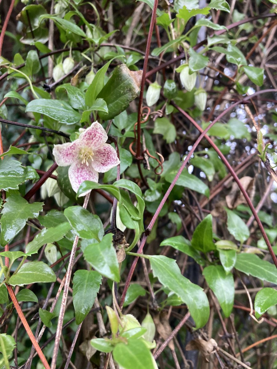 Nature is amazing - I have sarcococca by my front door and the scent is wonderful.  Clematis cirrhosa 'freckles' is also showing her pretty face