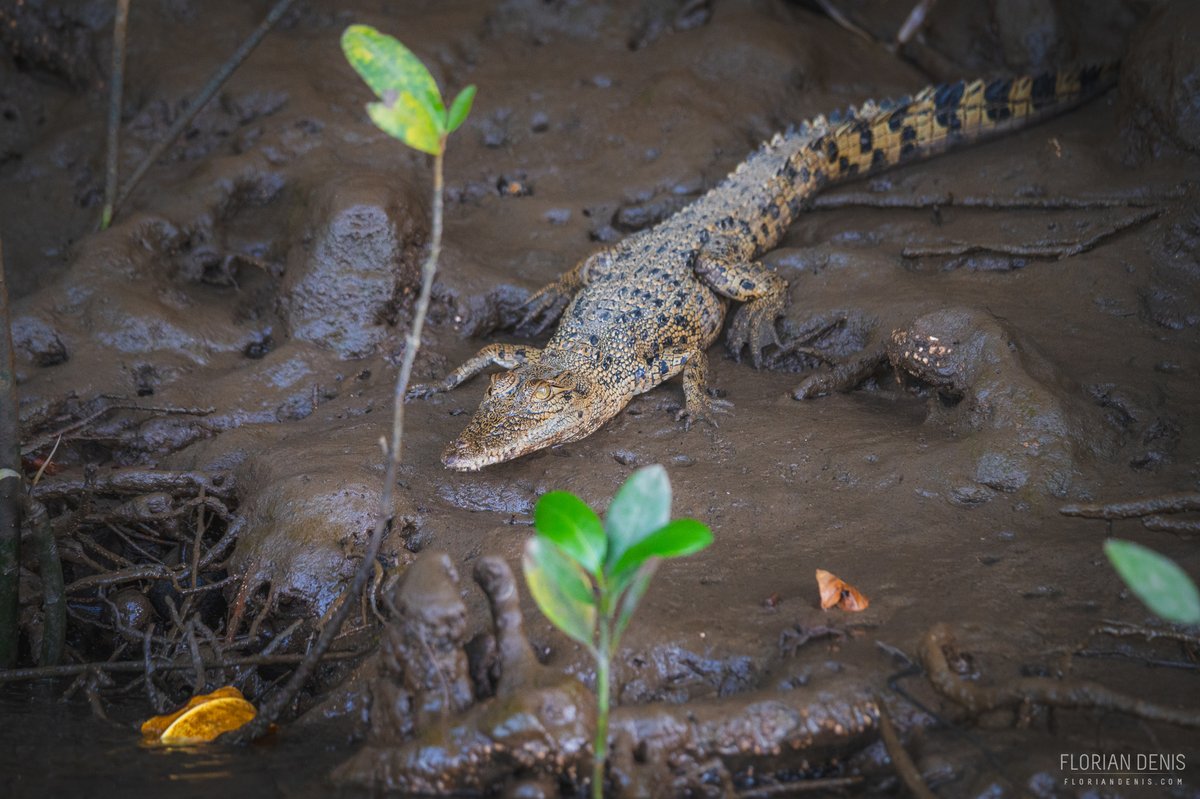FlorianDenis's tweet photo. 🐊Crocodiles marins (Crocodylus porosus). 

📌Daintree River, Queensland, Australia

#reptile #herpetology #crocodile #nature #wildlife https://t.co/SCRFRwNAOk