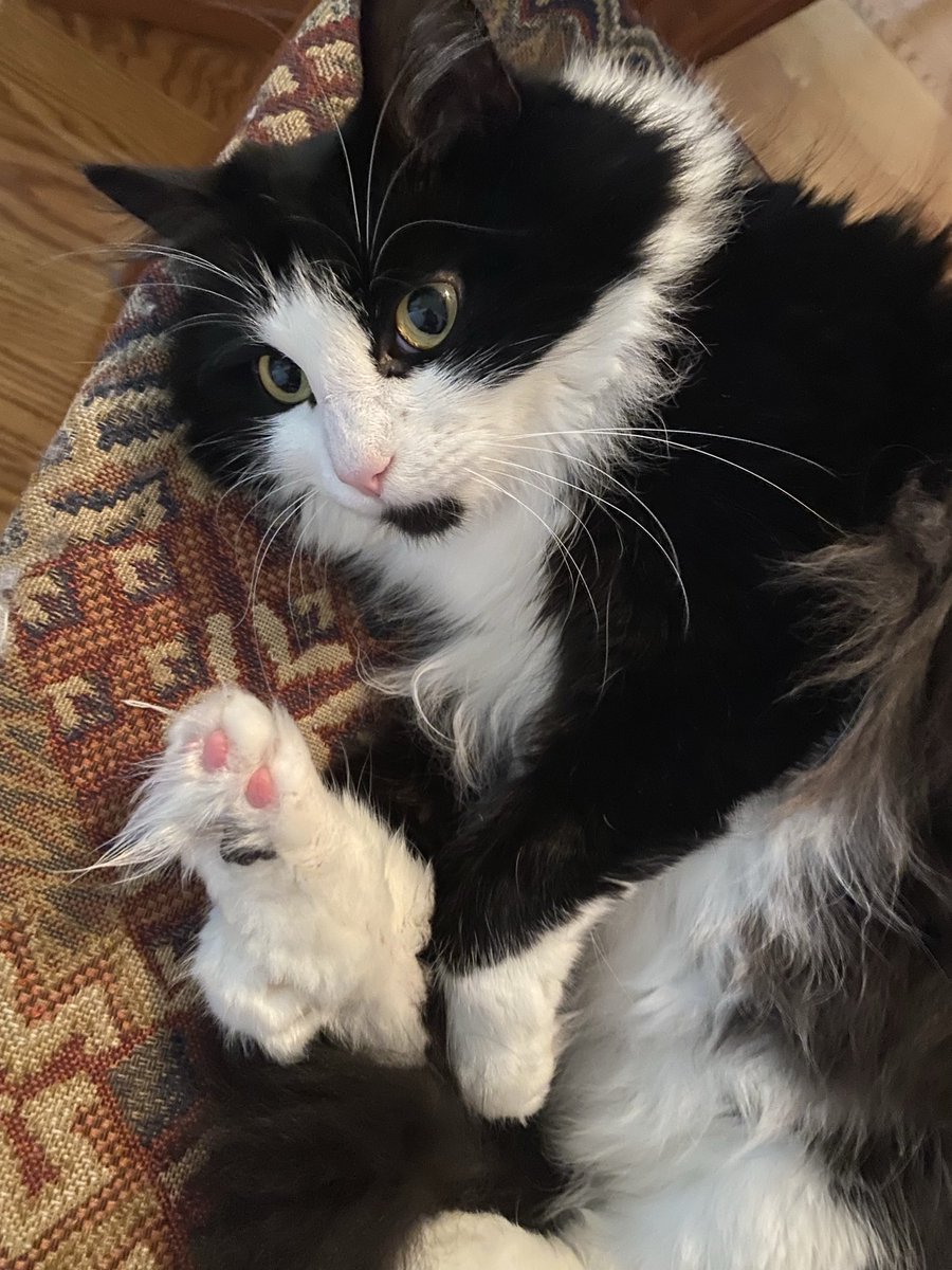 Look Meme! My 🫘 are clean!😺🐾🖤🩷 #ToebeansTuesday #TuxieTuesday #CatsOfX #CatsOfTwitter #CatsAreFamily #Cats