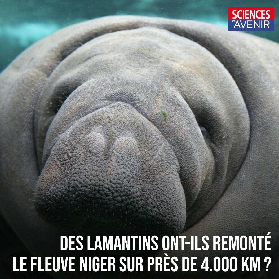 Sciences et Avenir tweet media