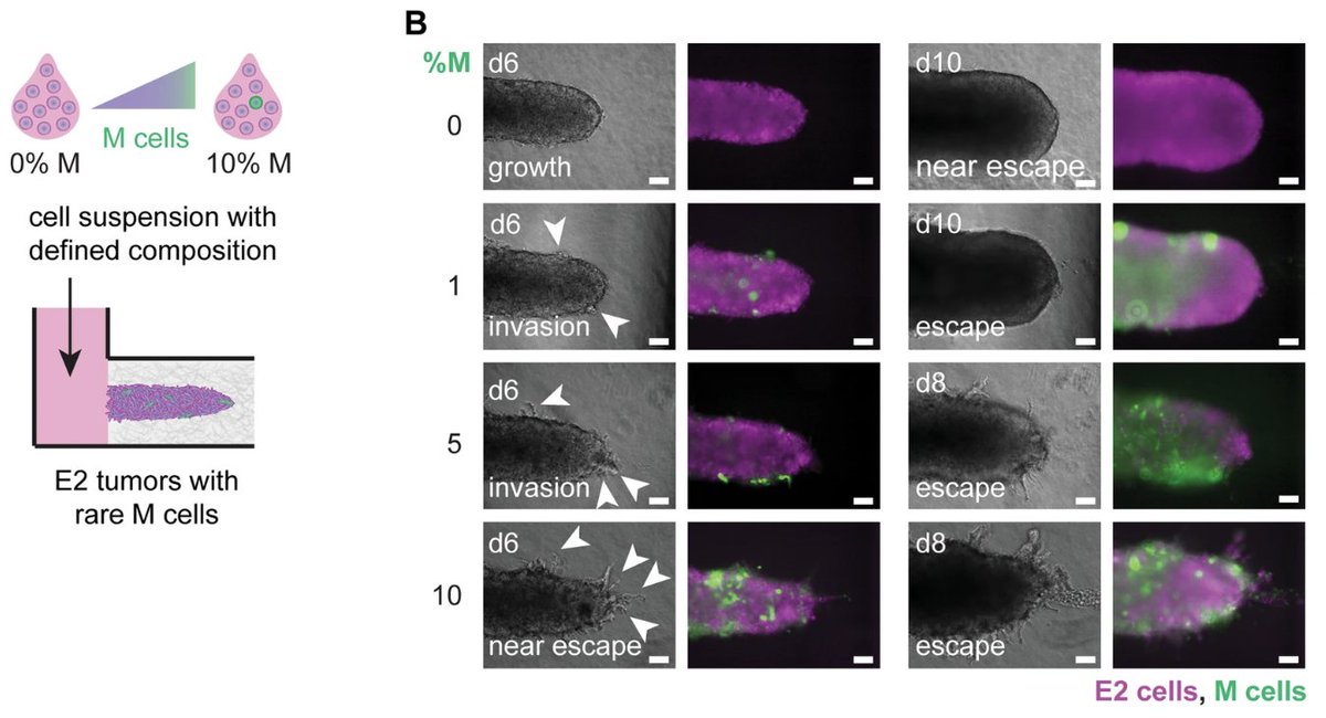 CMBE journal (@cmbejournal) on Twitter photo Investigating how cellular subpopulations drive tumor progression, Leggett et al. find that, despite comprising <1% of tumors, mesenchymal cells drive tumor invasiveness in 4T1 models. <a href="/celestemnelson/">Tissue Morphodynamics Group</a> <a href="/PrincetonMolBio/">Princeton MolBio</a>
link.springer.com/article/10.100… Investigating how cellular subpopulations drive tumor progression, Leggett et al. find that, despite comprising <1% of tumors, mesenchymal cells drive tumor invasiveness in 4T1 models. <a href="/celestemnelson/">Tissue Morphodynamics Group</a> <a href="/PrincetonMolBio/">Princeton MolBio</a>
link.springer.com/article/10.100…