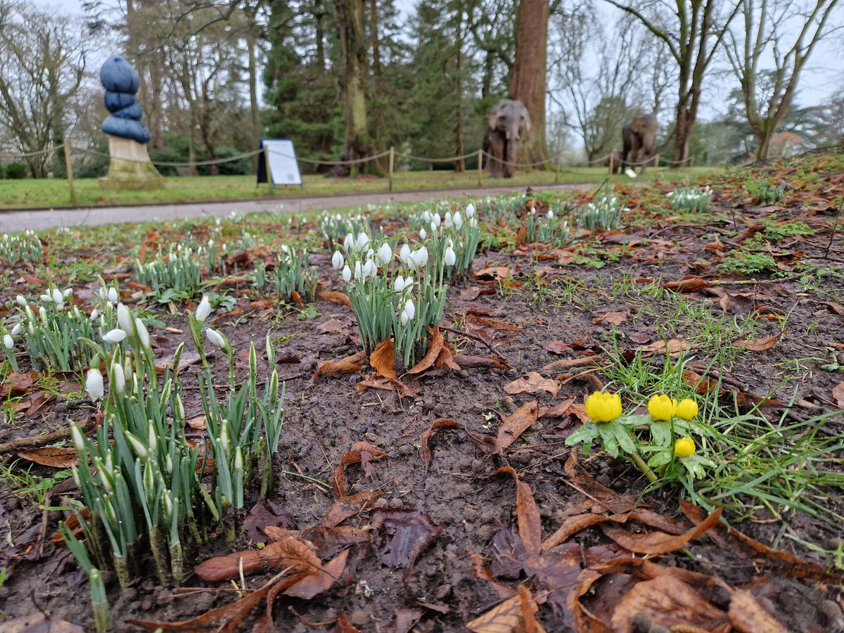cmstaylor's tweet photo. @melindahaunton Late lunch and a quick blow outside to find Waddesdon's snowdrops (with bonus celandines and elephants) #JacobinDay https://t.co/2s9g3gq1xf