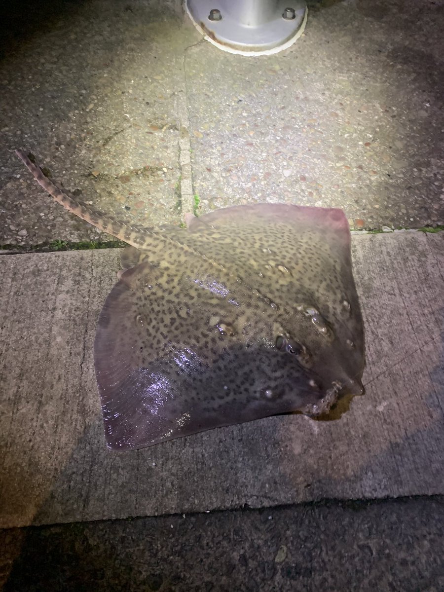 Fishingmagic tweet media