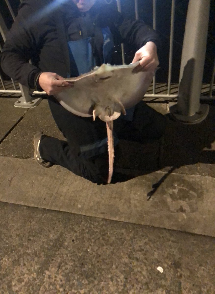 Fishingmagic tweet media