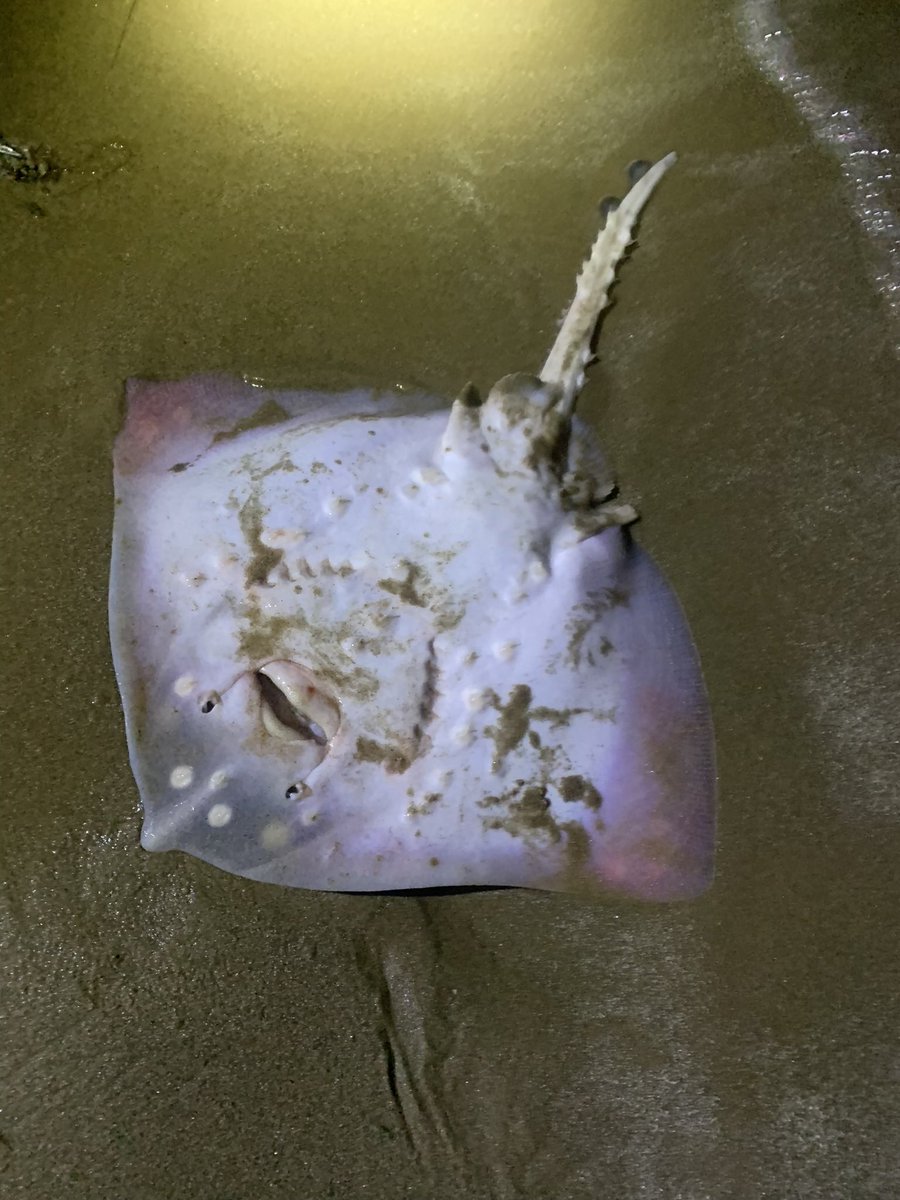 Fishingmagic tweet media