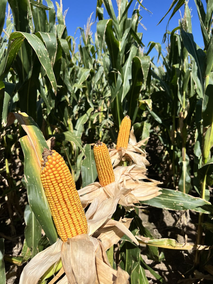 NicoKomorovski's tweet photo. PINTA LINDO 🌽Maíces tempranos sembrados desde el 05/10 sin agua en el perfil pero que recibieron lluvias justas después. Ambientes restrictivos de El Fortín, suelos clase IV. Mucha cabeza y clima acompañando salen muy buenas cosas #ElEmbrujo #DK7208Tre #DK7447Tre @fer_martin_73 https://t.co/jotoI3eNhZ