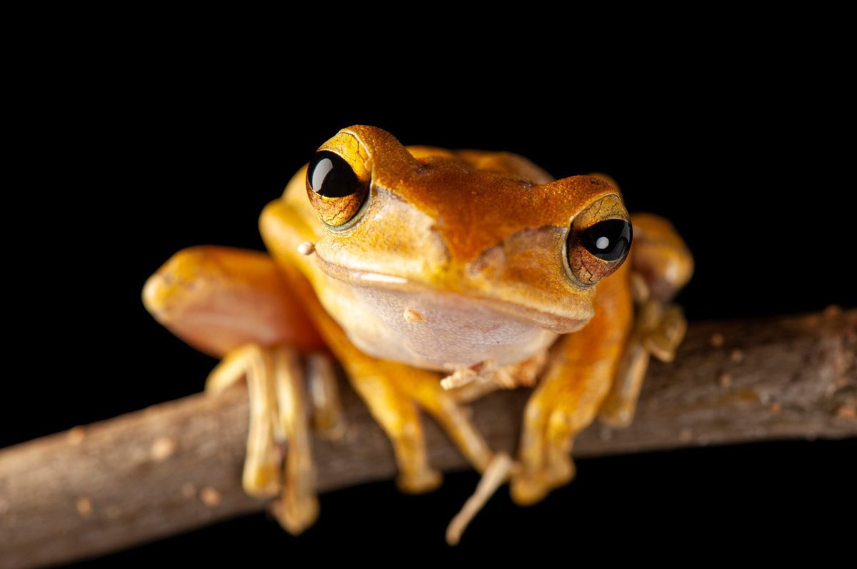 This amphibian is a Malaysian golden gliding tree frog. It resides in a variety of areas including cities and other built environments. It breeds in stagnant pools and puddles where its hungry tadpoles can devour decayed plants, invertebrates, and sometimes even one another.