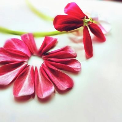 halime güven tweet media