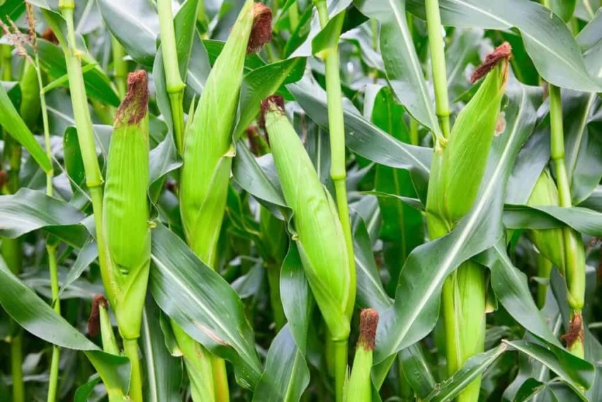 Exciting News from Kenyan Farmers! Embracing Integrated Pest Management (IPM) is making a real difference.

Reduced chemical use means healthier crops, while biodiversity conservation supports local wildlife.

IPM’s focus on soil health ensures sustainable farming, and Nakuru’s…