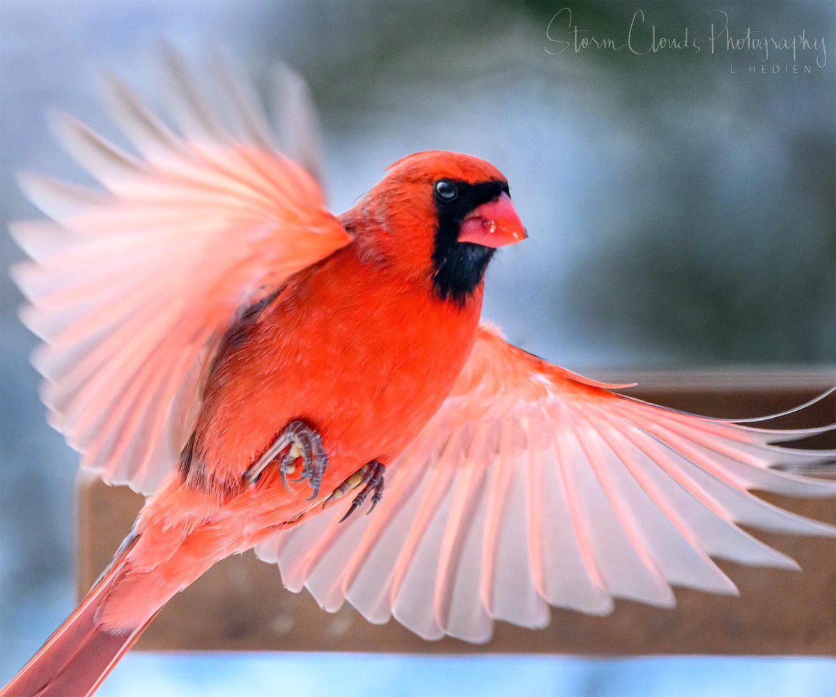 A #cardinal 😍 coming into the #birdfeeder ❄️ in northern #Illinois 🥶. #natgeophotos #nikonusa #z9 #nikonoutdoors @nikonoutdoorsusa #birdphotography #bird #illinois #grayslake #photography #nature #beautiful #thephotohour @xwxclub #natgeoyourshot  #zcreators @riyets @discovery