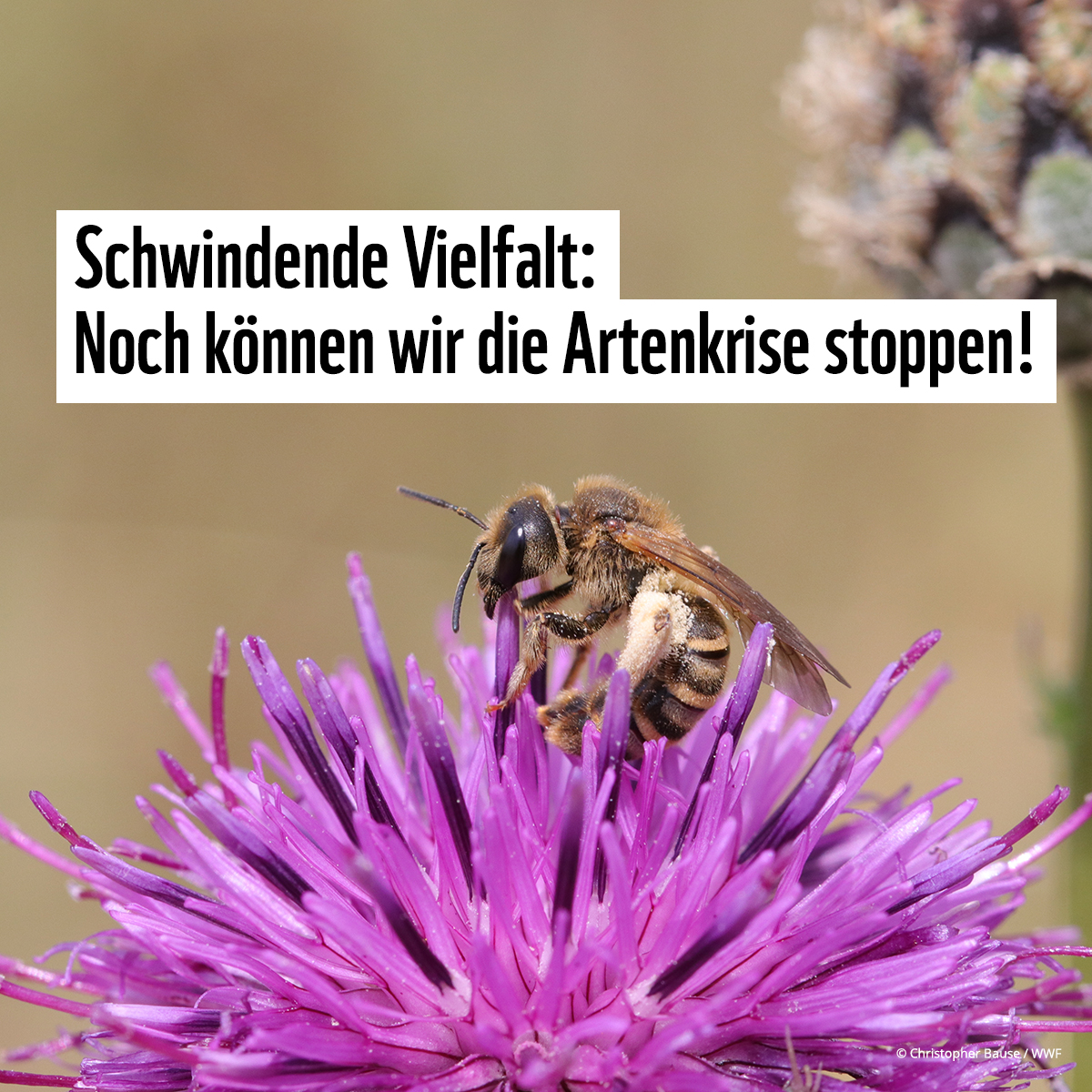 🐦🐝🆘 Warum kümmert es uns, wenn es ein paar Vögel, Amphibien und Insekten weniger gibt? Antwort: Weil der Verlust an Biodiversität die Zukunft der Menschheit bedroht. Das wird auch in den Medien präsenter. Zum Beispiel hier 👉 n-tv.de/wissen/Eine-Mi…