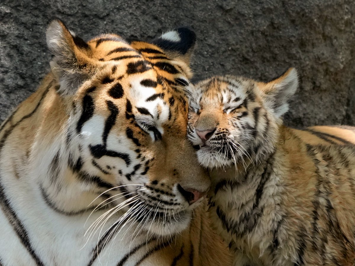 まさに虎の子
#アムールトラ #浜松市動物園