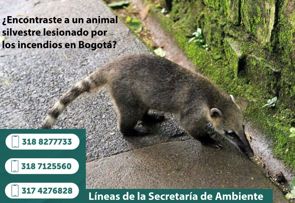 PlataformaALTO's tweet image. Si encuentras a un animal silvestre lesionado por los incendios en los cerros orientales de Bogotá, llama de inmediato a las líneas de rescate de fauna silvestre de @Ambientebogota 🚨🚨:  
📱318 8277733
📱317 4276828
📱318 7125560