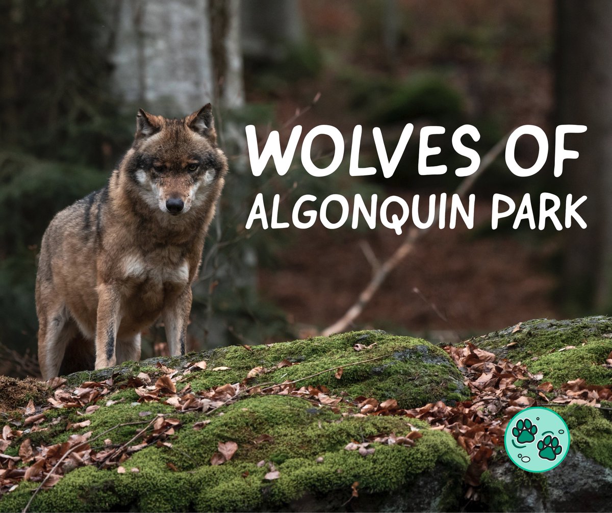 An <a href="/Algonquin_PP/">Algonquin Provincial Park</a> educator is virtually joining our students to teach us about wolves! 
Here's what we'll be learning about:
🐺How the lives of wolves have changed in Ontario
➕➖How human interactions can have positive and negative impacts on wolves
📷Wildlife research techniques