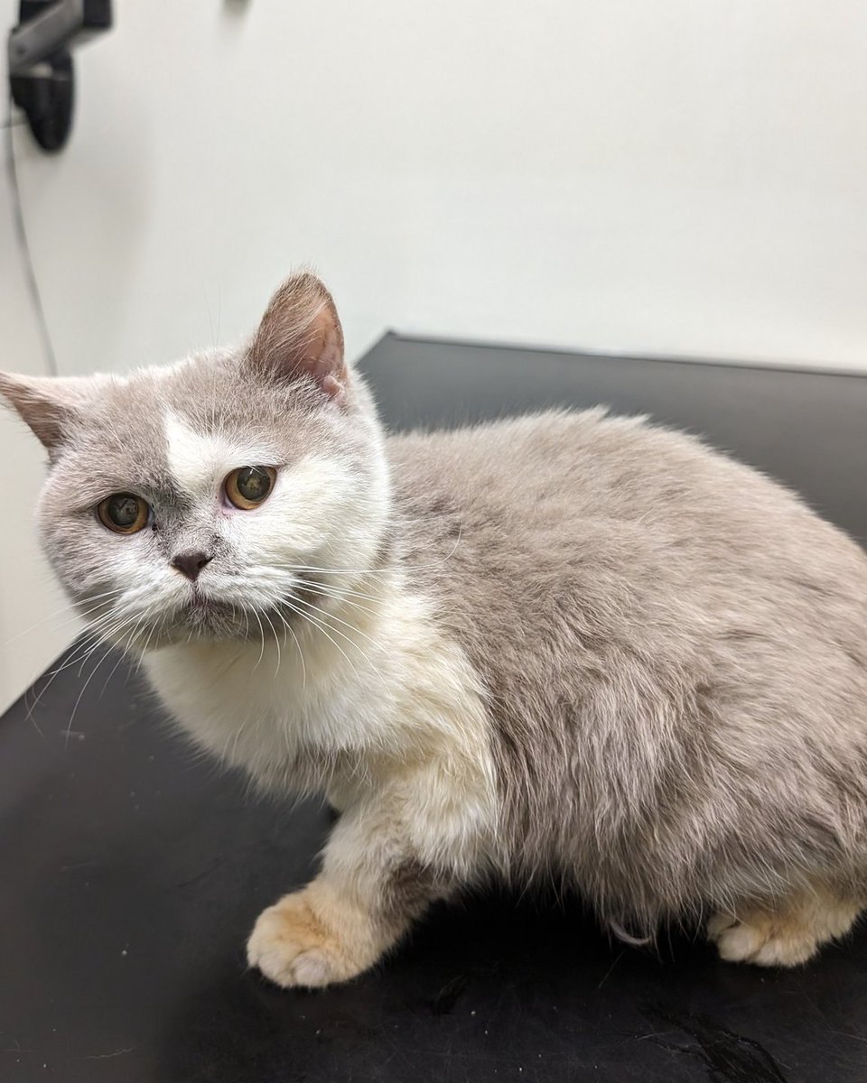 Life was no laughing matter for Russell and Howard - they came to The Sheffield Cats Shelter in a distressing state after being found abandoned in woodland. There's a long way to go but with time, love and money we hope to give them a healthy, happy life in a safe forever home!