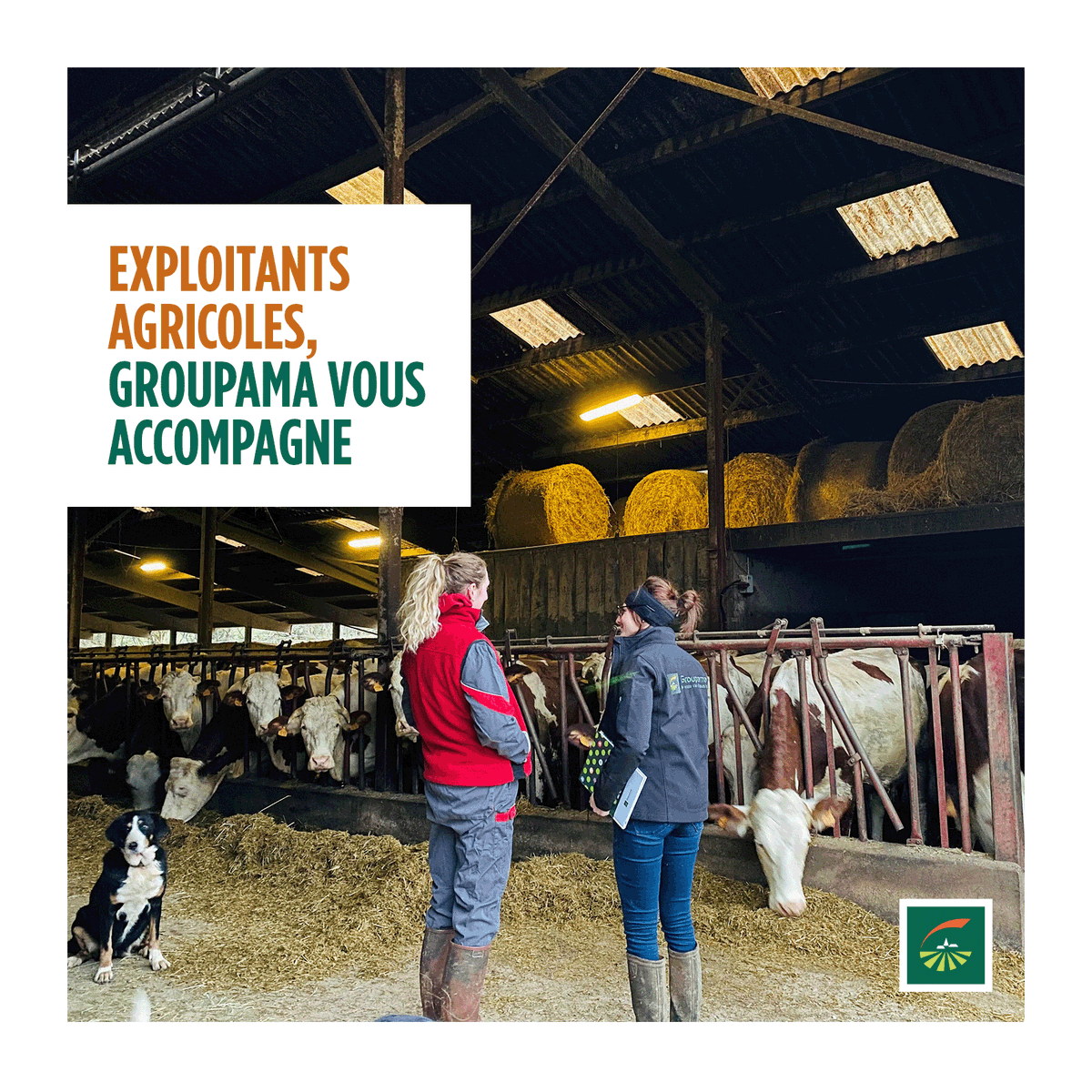 GroupamaGE's tweet photo. Vous êtes exploitant agricole ? 🚜 Nos conseillers Groupama vous rendent visite sur vos exploitations et vous accompagnent dans toutes les étapes de votre activité avec des assurances agricoles adaptées à vos besoins. 

En savoir + 👉 https://t.co/Un7kazWix9 https://t.co/AVX29EdPN4