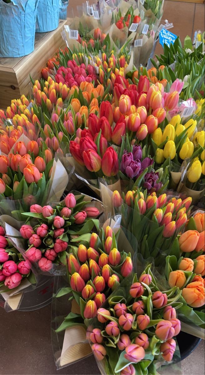 Exulansista's tweet image. tulips