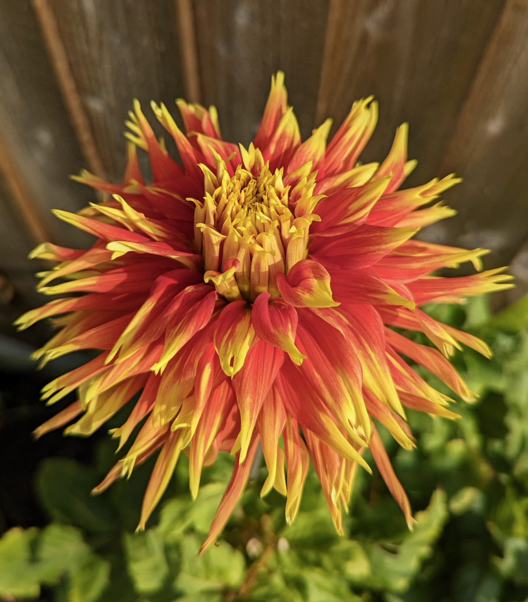 D is for Dahlia 💛❤️💛 #AlphabetChallenge #WeekD 🌿 #GardeningX