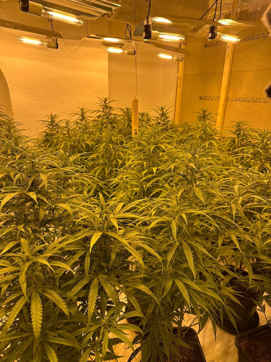 QuintonWMP's tweet image. Quinton and @BartleyGreenWMP officers attended a cannabis factory in Quinton.
All plants have been destroyed and the investigation continues. More drugs off our streets.
#NeighbourhoodPolicingWeek
23842