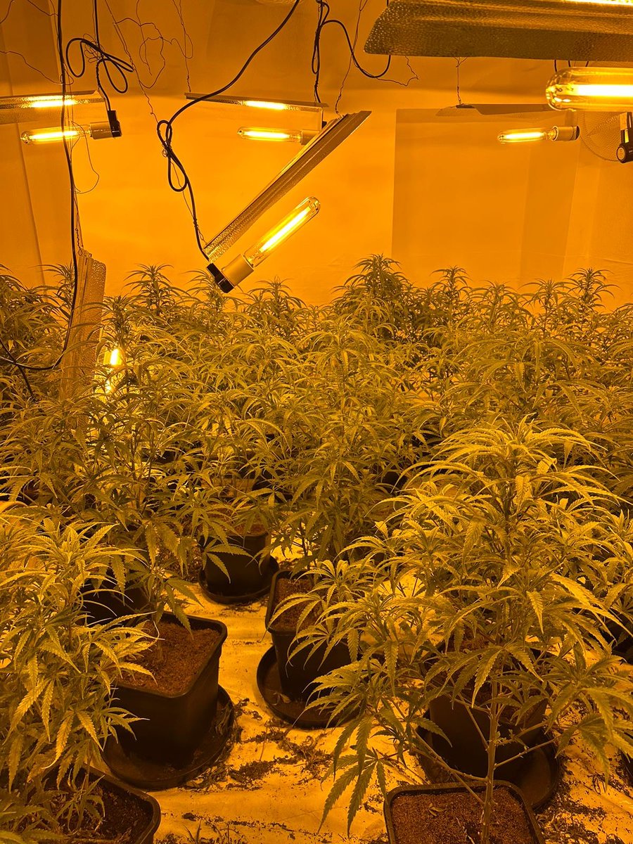 QuintonWMP's tweet image. Quinton and @BartleyGreenWMP officers attended a cannabis factory in Quinton.
All plants have been destroyed and the investigation continues. More drugs off our streets.
#NeighbourhoodPolicingWeek
23842
