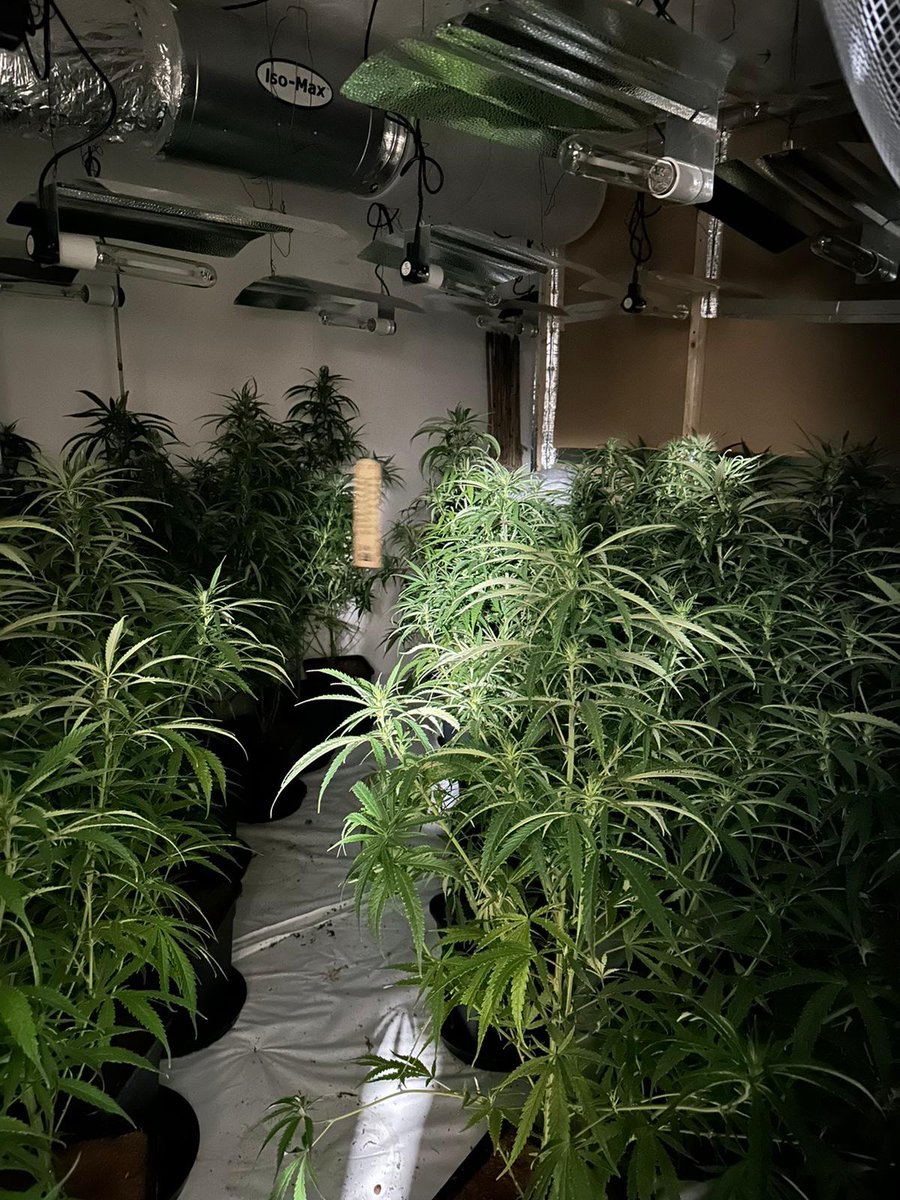 QuintonWMP's tweet image. Quinton and @BartleyGreenWMP officers attended a cannabis factory in Quinton.
All plants have been destroyed and the investigation continues. More drugs off our streets.
#NeighbourhoodPolicingWeek
23842
