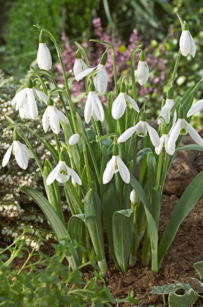 Random question. Does anyone know if there is a wine with snowdrops on the label in the UK?