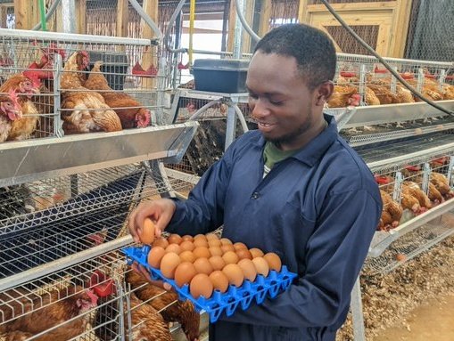 It takes 24 to 26 hours to lay an #egg.
So, chicken can't lay two eggs per day. And it's normal to see a chicken which can lay 2 eggs per three days. #PoultryFarming #EggProduction
Cc: @jcniyomugabo