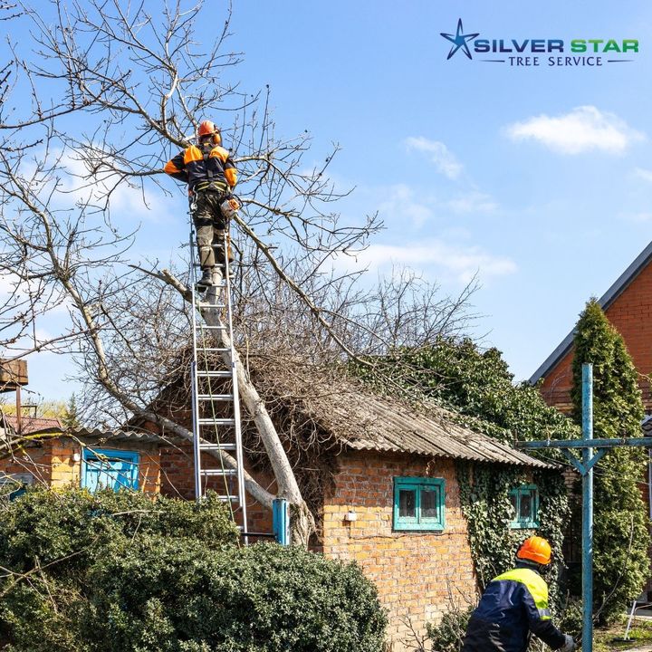 SilverStarTree1's tweet photo. We Do Trees!
Silver Star Tree Service has been operating in the Okanagan Valley, the heart of beautiful British Columbia, Canada, since 2016.
https://t.co/sBly3RD9Q5
#silverstartreesbc
#treesbc
#vernontreesbc https://t.co/leq2m16ig3