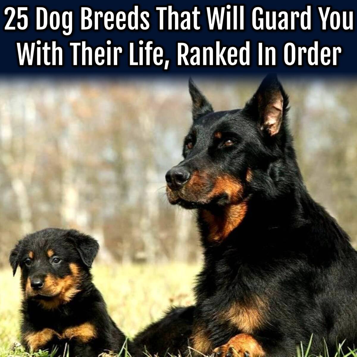 XploredHistory's tweet photo. Here are the dog breeds you can depend on when you need it the most. They are truly, a man's best friend.