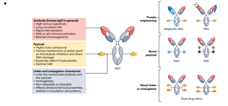 Delving into the future of #cancer treatment with new #ADC formats: Bispecific ADCs targeting multiple antigens, Dual-drug ADCs combining different cytotoxins, Probody-drug conjugates for enhanced tumor specificity, Immune-stimulating ADCs, Protein-degrader ADCs &amp; other formats