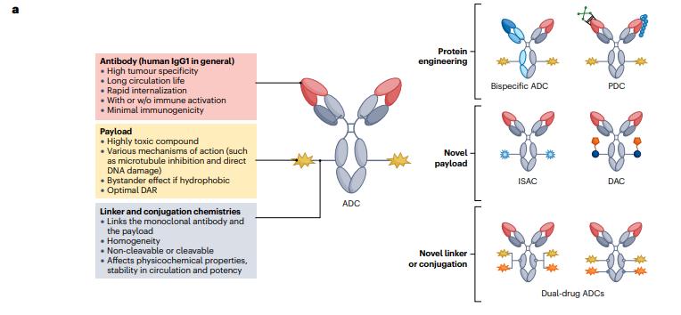 Delving into the future of #cancer treatment with new #ADC formats: Bispecific ADCs targeting multiple antigens, Dual-drug ADCs combining different cytotoxins, Probody-drug conjugates for enhanced tumor specificity, Immune-stimulating ADCs, Protein-degrader ADCs & other formats…