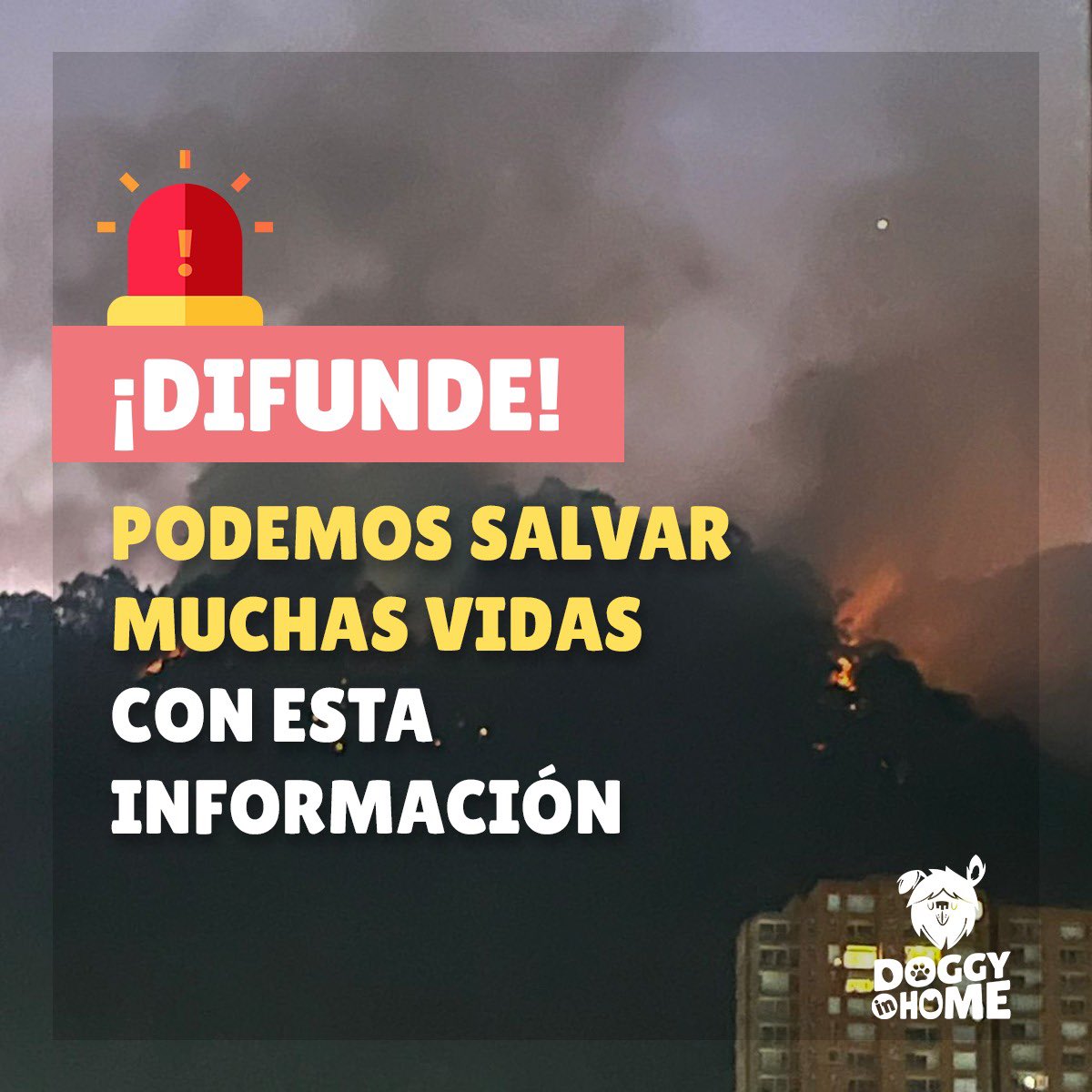doggyinhome's tweet photo. Unidos por los animales silvestres de los cerros orientales de Bogotá. Difunde, esto puede salvar la vida de muchos https://t.co/DmT2QAoY7D