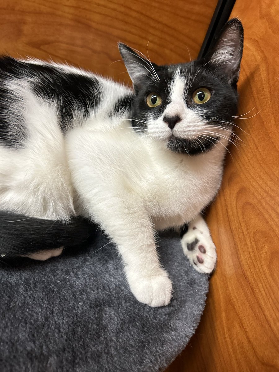 Meet Salsa, a 6 month old cutie pie that is as delicious as her name. Salsa loves to have fun and loves to hang out with her humans. Salsa loves to PLAY and is looking for an home with another young, playful cat friend to pal-around with. Poshpetsrescueny.org
