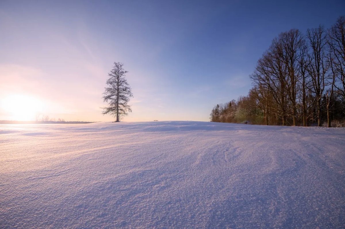 LaurisMihailovs's tweet image. Vientuļnieks.
#kārļi #Cēsis