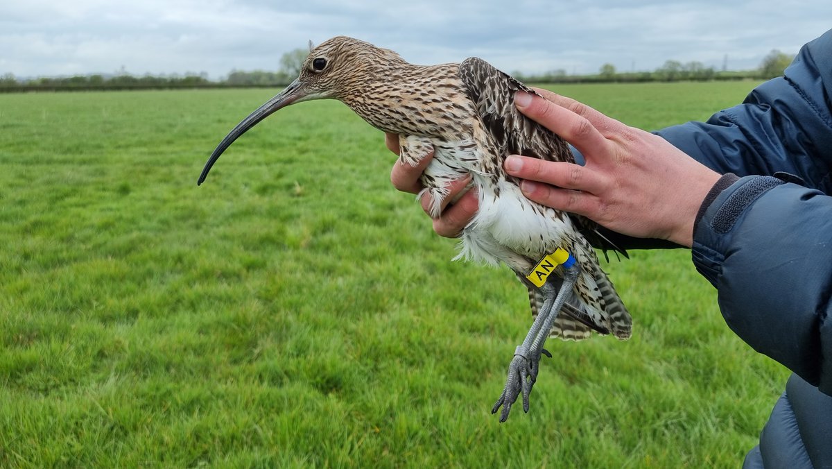 Last few days to apply for the Monitoring Officer role on the Severn & Avon Vale Curlew project! If you fancy a field based job monitoring Curlew in Gloucestershire/Worcestershire see here for more info: jobs.wwt.org.uk/vacancies/1849…