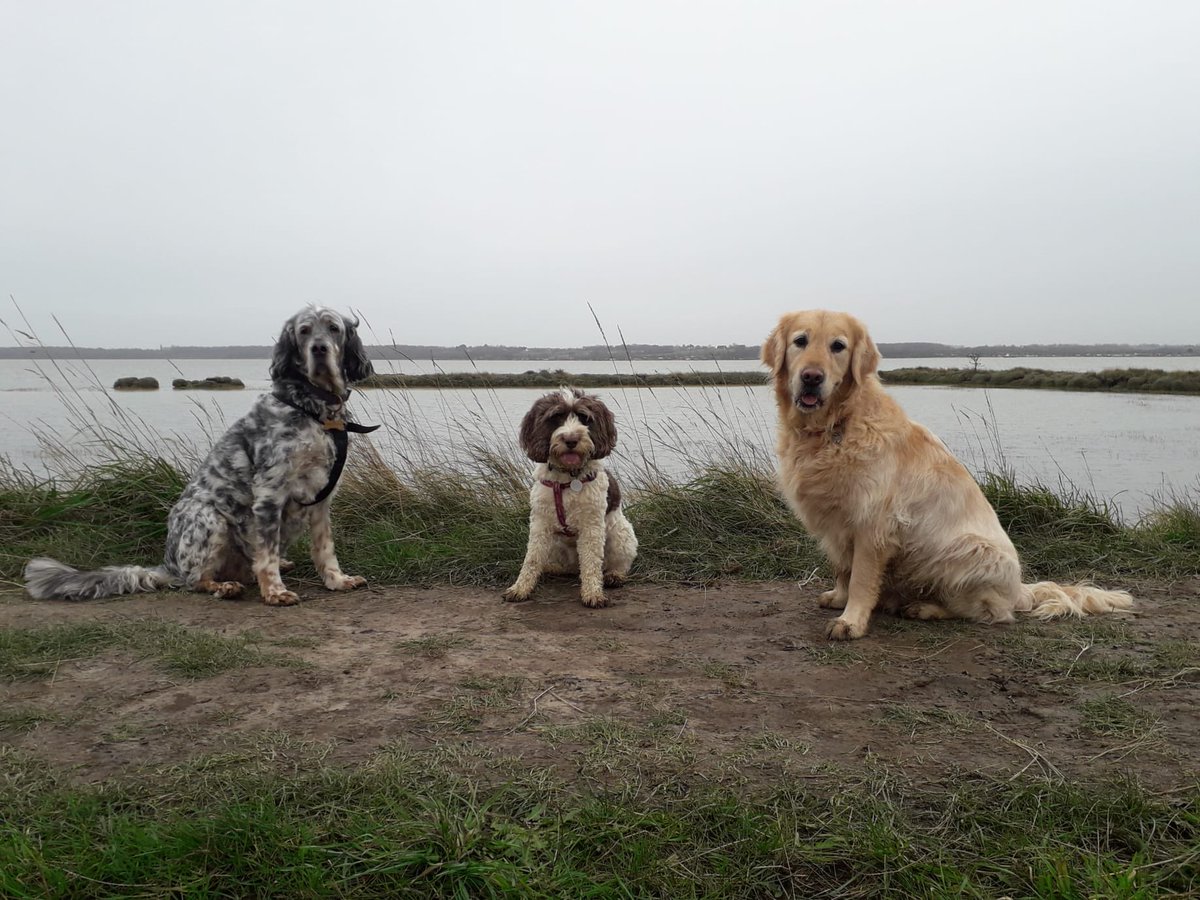 Perfect Pups on a #tongueouttuesday x #grc ⁦