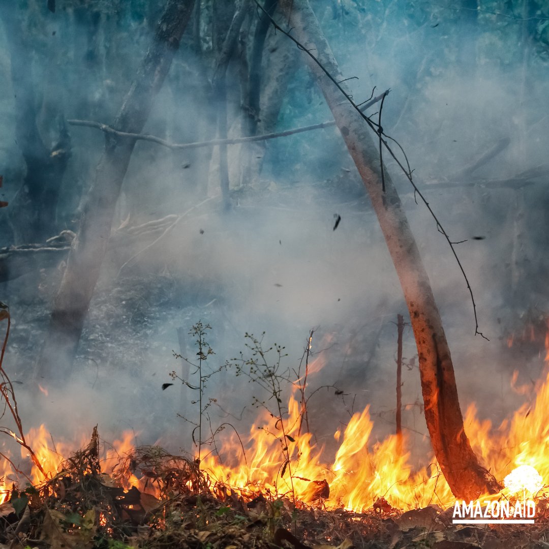 AmazonAidF's tweet image. When gold aggregators combine gold from different sources, there is no way to ensure that the gold was mined legally or safely. 

Criminal actors often smuggle gold across borders into areas with lax legislation and enforcement.

amazonaid.org