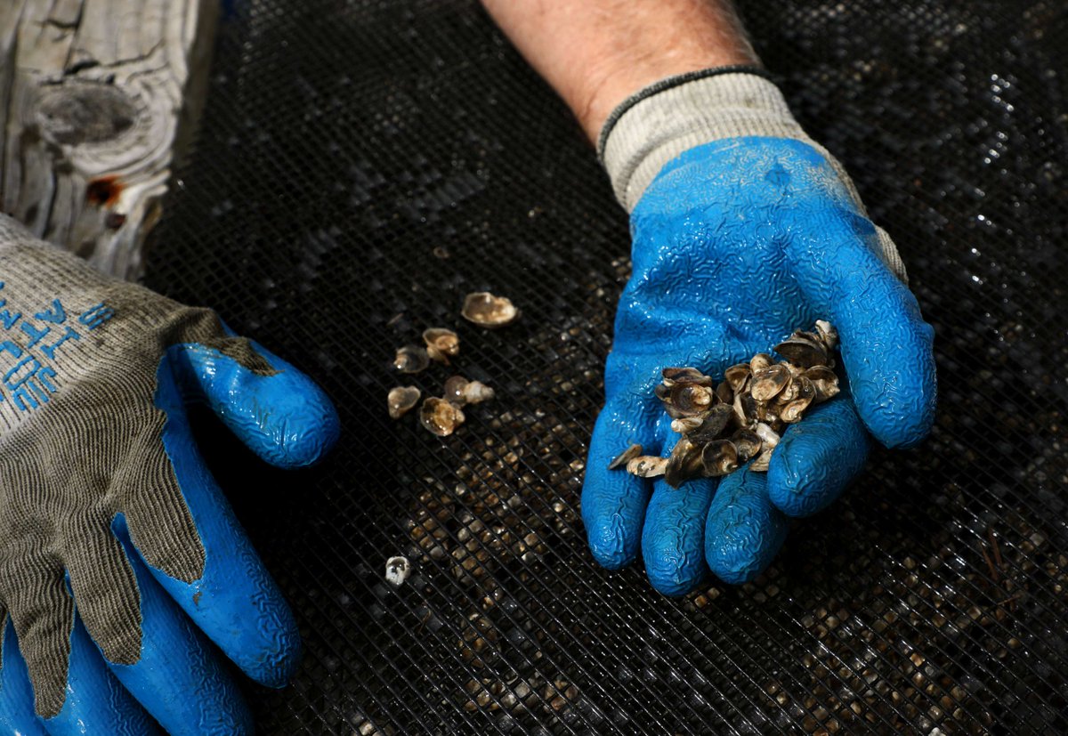 SeaGrant's tweet photo. Oyster #hatcheries are pivotal to #aquaculture 🦪 and can be affected by increasing #OceanAcidification and #HarmfulAlgalBlooms.
Researchers from @VASeaGrant are finding ways to boost #oyster production and make your dinner safer 🍽️: https://t.co/kkQf7cp9G7 https://t.co/8pnXoQspkQ